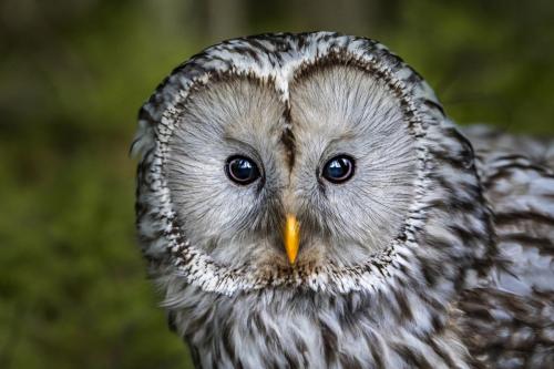 Ural owl (Strix uralensis)