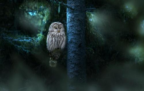 Ural owl (Strix uralensis)