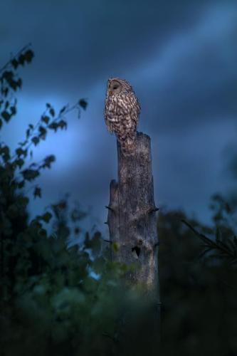 Ural owl (Strix uralensis)