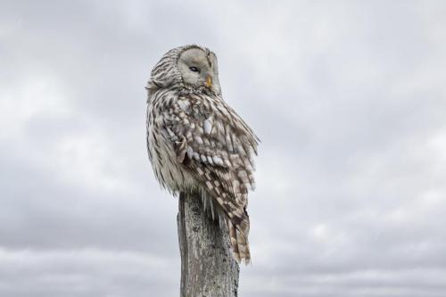 Ural owl (Strix uralensis)