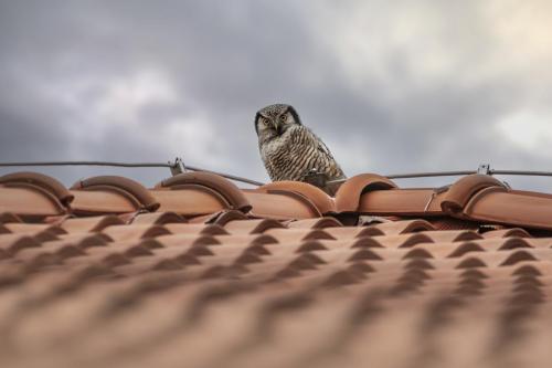 Northern Hawk-owl (Surnia ulula)