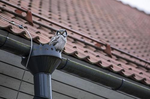 Northern Hawk-owl (Surnia ulula)