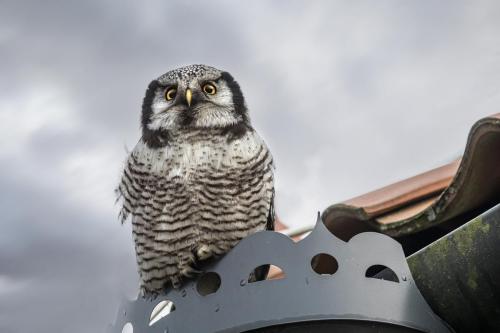 Northern Hawk-owl (Surnia ulula)