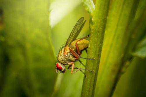 portrait of a fly