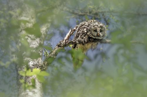 Ural owl (Strix uralensis)