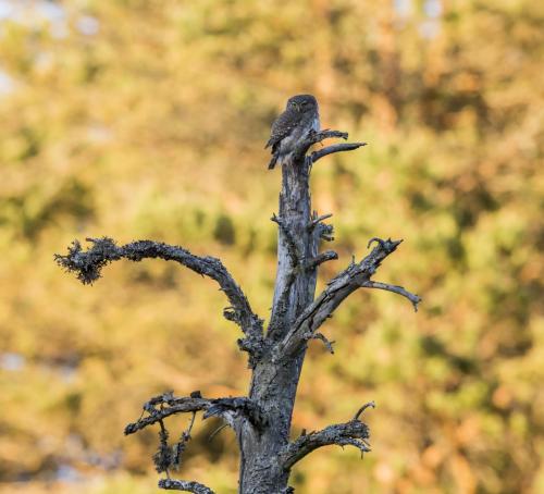 eurasian pygmy owl (glaucidium passerinum)