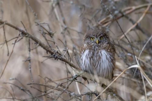 eurasian pygmy owl (glaucidium passerinum)