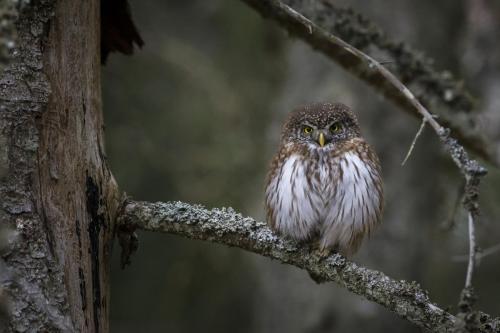 eurasian pygmy owl (glaucidium passerinum)