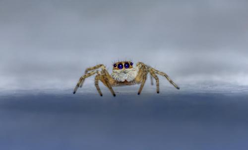 Jumping spider