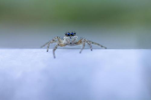 Jumping spider