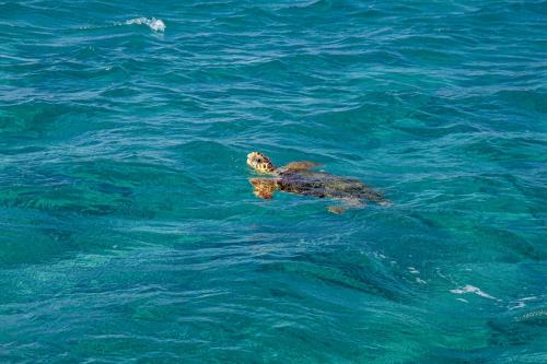 Ocean turtle