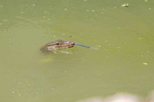 Asian water monitor (Varanus salvador)