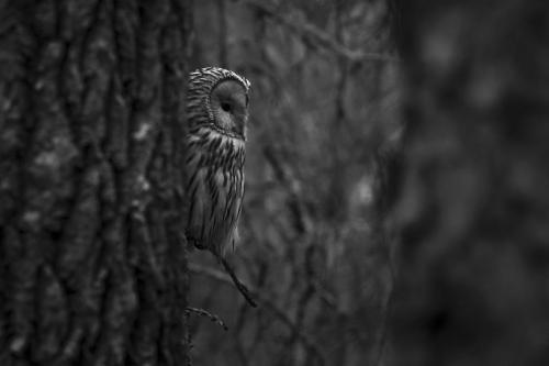 Ural owl (Strix uralensis)