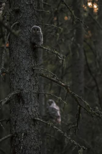 364Ural owl (Strix uralensis)