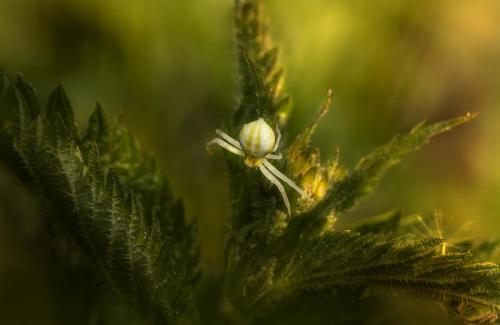 Goldenrod crab spider (Misumena Vatia)