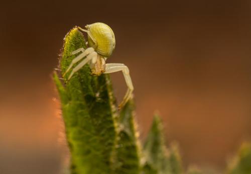 Goldenrod crab spider (Misumena Vatia)