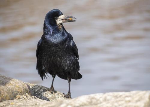 rook (corvus frugilegus)