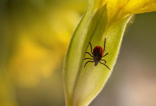 Castor bean tick (Ixodes ricinus)