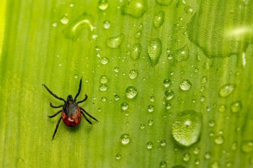 Castor bean tick (Ixodes ricinus)