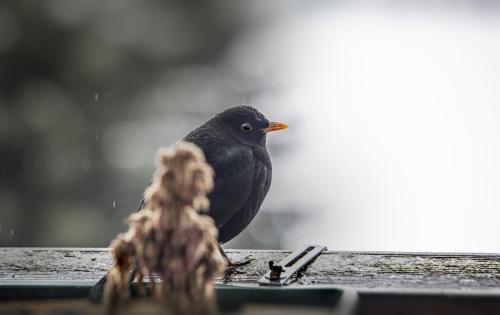 Blackbird (Turdus merula)