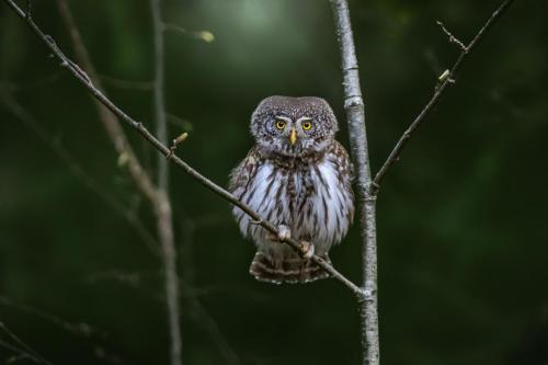 : Eurasian pygmy owl (Glaucidium passerinum)