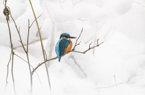 Common kingfisher (Alcedo atthis)