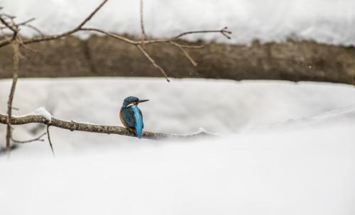 Common kingfisher (Alcedo atthis)