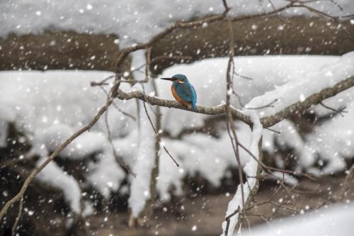 Common kingfisher (Alcedo atthis)