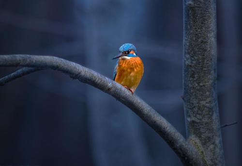 Jäälind, Common kingfisher (Alcedo atthis)