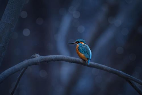 Jäälind, Common kingfisher (Alcedo atthis)