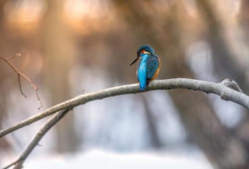 Jäälind, Common kingfisher (Alcedo atthis)