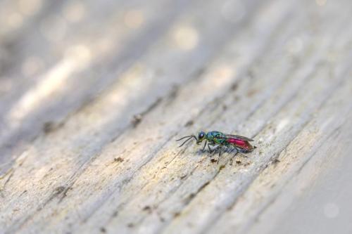 Ruby-tailed wasp,cuckoo wasp