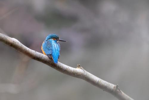 Common kingfisher (Alcedo atthis)