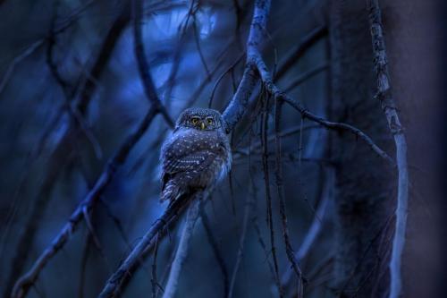 Eurasian pygmy owl (Glaucidium passerinum)