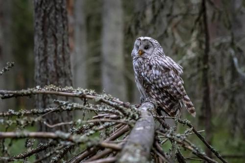 Händkakk, Ural owl (Strix uralensis)