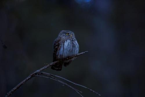 Eurasian pygmy owl (Glaucidium passerinum)