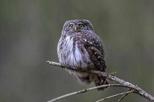 Eurasian pygmy owl (Glaucidium passerinum)