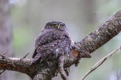 Eurasian pygmy owl (Glaucidium passerinum)