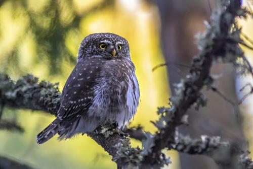 Eurasian pygmy owl (Glaucidium passerinum)