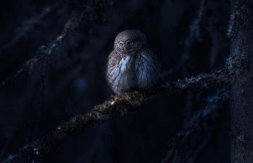 Eurasian pygmy owl (Glaucidium passerinum)