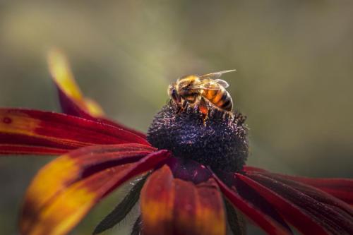 Western honey bee (Apis mellifera)