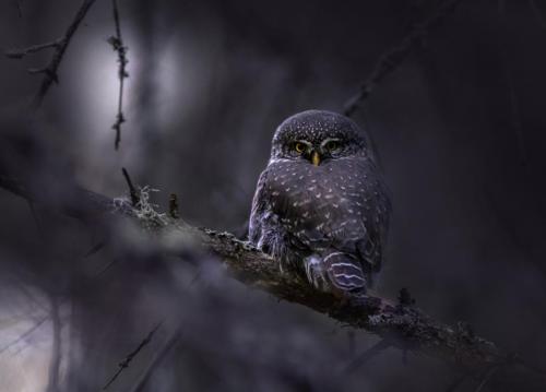 Eurasian pygmy owl