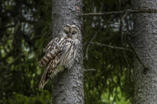 Ural owl