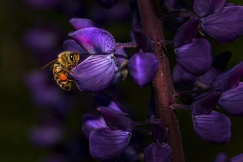 Western honey bee