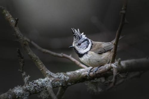 European crested tit