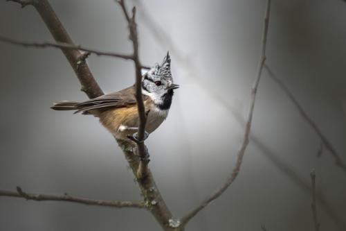 European crested tit