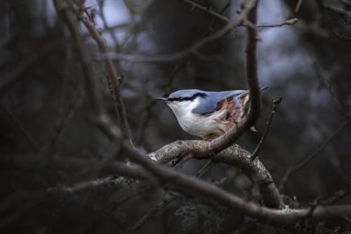 Eurasian nuthatch