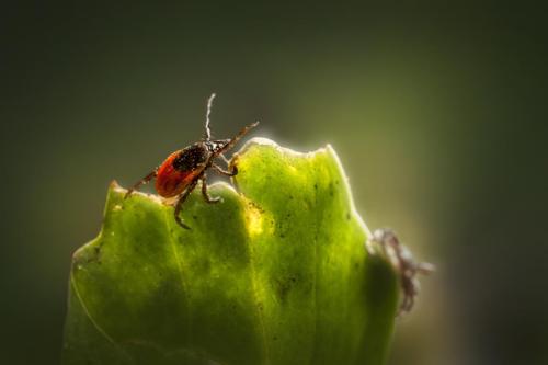 Castor bean tick