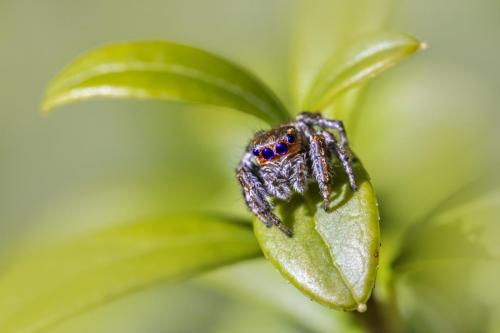 Jumping spider