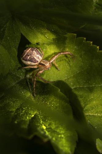 Crab spider